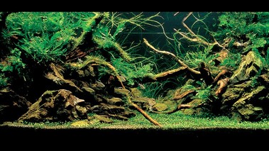 Аквариумная композиция "Зеленый мир" (Голландский аквариум)